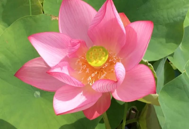 東盛沙棗（とうもりさそう）先生