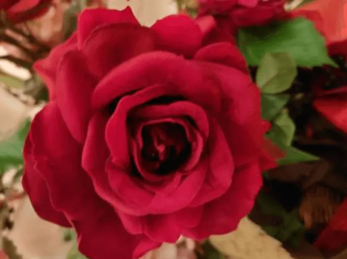 当たる占い師｜光華（みつはな）マヤ先生